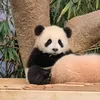 kudo_skibidi_123