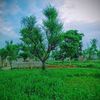 usman98801