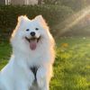 dogs.vidios.jee82
