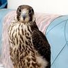 fahd33344