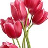 lily.cinta90