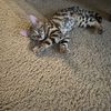 2wildbengals