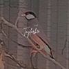 t_k.henbirds