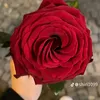 ali.a6224