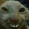 pacekfej
