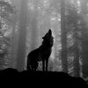 tigr__155