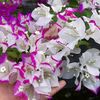 Miss Bougainvillea