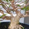 jode.bonsai