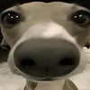 lonix_sowt