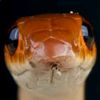 snake.nr_4761