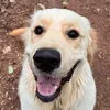 moosthegoldenboy