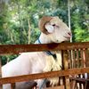 Djun Farm