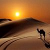 abou.alhakam7
