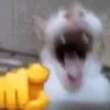 pepe.gongioliyani
