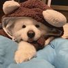 babybamminteiei