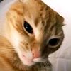 timur__01
