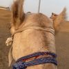 saeed.104774