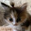 kitty_kot.may