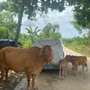 cuocsongdanangvn