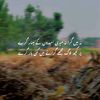 saqibhasni5