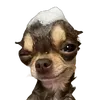 dumaaichomayvoacccuatao