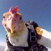 chiken_crazy2