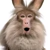 monkeyskibidisigma
