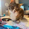 mollyaxelcat