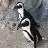 jenguin83