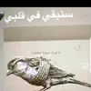 gulistan.kalaf