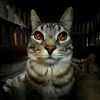 flashzixx3
