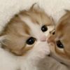 alikash722