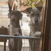 bobetheo_dogs