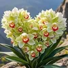 rasho_244