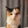 Kitty and Lucky