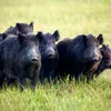 a_pack_of_8_wild_hogs