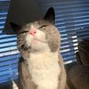 kitty_man4