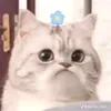 babykhanhplay