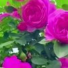 sm.minhazul0