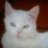 shusha9222