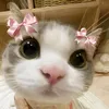 anhmeow2