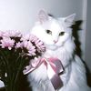 sher_enn