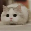 chuotdodo