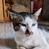 siti.habibah5642