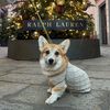 vivo_the_corgi