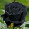 black.rose9594