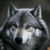 lobo40721