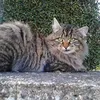 mireille.landreat
