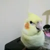 alyssandkuki.thebird0