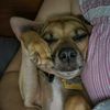 dexterdog..hf0
